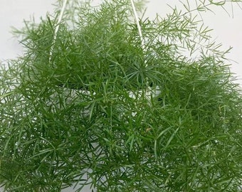 Asparagus Fern Seeds (Asparagus Sprengeri) 20+ Seeds in Frozen Seed Capsules™ for Seed Saving or Planting Now 