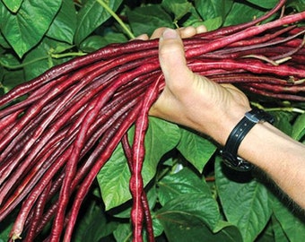 Chinese Red Noodle Long Bean Seeds - Packet of 10 Seeds - Palm Beach Seed Company 