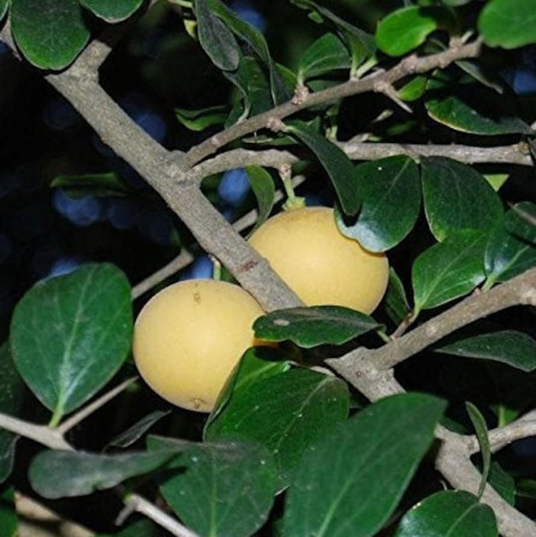 Kei Apple Seeds dovyalis Caffra Packet of 2 Seeds Palm Beach Seed