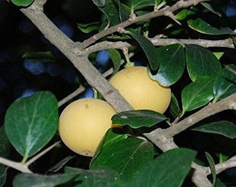Peut inclure: Deux fruits jaunes poussant sur une branche d'arbre avec des feuilles vertes.