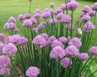 Common Chives (Allium schoenoprasum) 40+ Seeds in Frozen Seed Capsules™ for Seed Saving or Planting Now