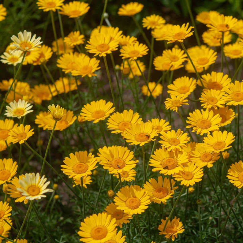 Golden Marguerite Seeds Anthemis tinctoria 'Kelwayi' Packet of 20 Seeds Palm Beach Seed Company image 1