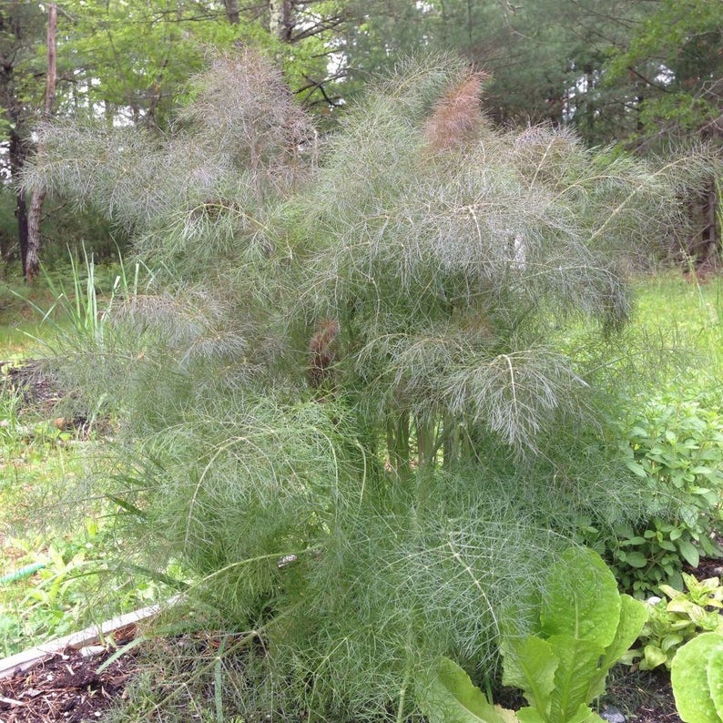 Palm Beach Seed Company Bronze Fennel Seeds