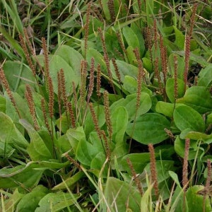 Greater Plantain Seeds (Plantago major) Packet of 50 Seeds - Palm Beach Seed Company