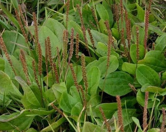 Greater Plantain Seeds (Plantago major) Packet of 50 Seeds - Palm Beach Seed Company