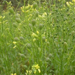 Camelina Seeds (Camelina sativa) Packet of 50 Seeds - Palm Beach Seed Company