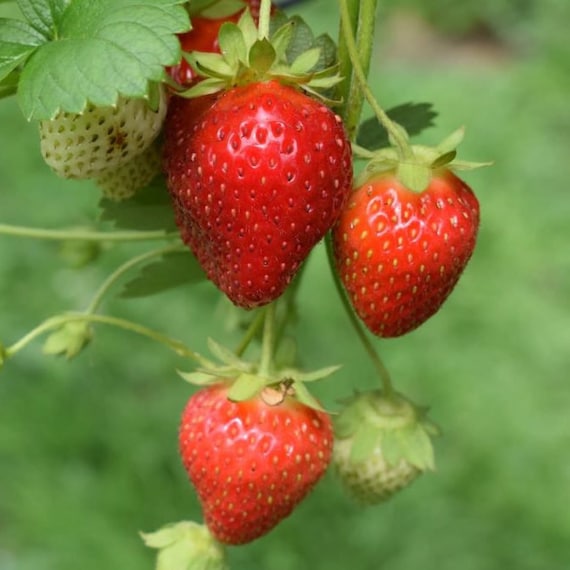 Scarlet Strawberry Seeds (fragaria Virginiana) Packet of 20+ Seeds - Palm  Beach Seed Company - Etsy