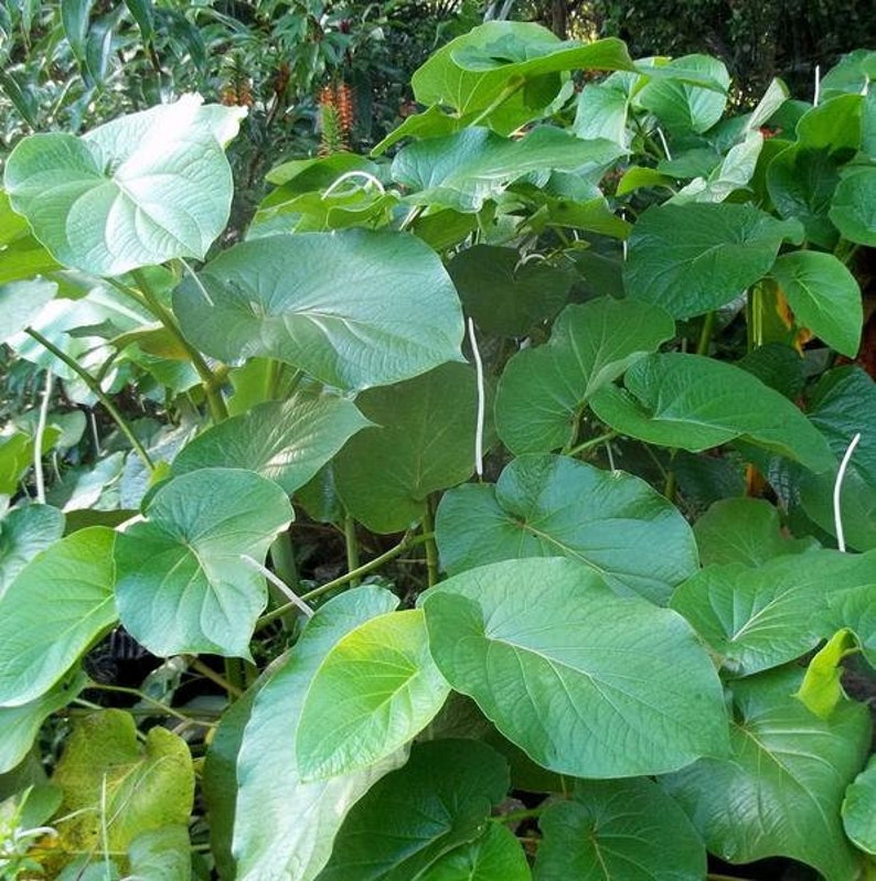 Piper auritum Packet of 5 Seeds Mexican Pepperleaf Seeds Palm Beach Seed Company\u00a0