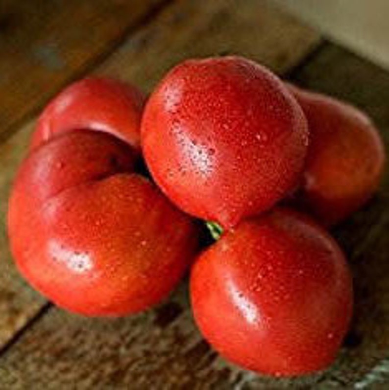 Anna Russian Tomato Seeds 10 Seeds In Frozen Seed Capsules™ Etsy