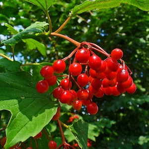 Cramp Bark Seeds (Viburnum opulus) 20+ Seeds in Frozen Seed Capsules™ for Seed Saving or Planting Now