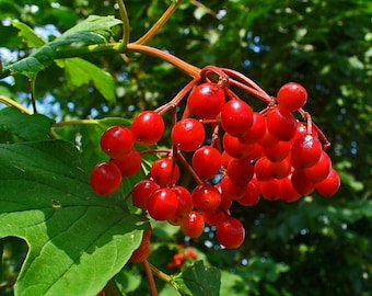 Cramp Bark Seeds (Viburnum opulus) 20+ Seeds in Frozen Seed Capsules™ for Seed Saving or Planting Now