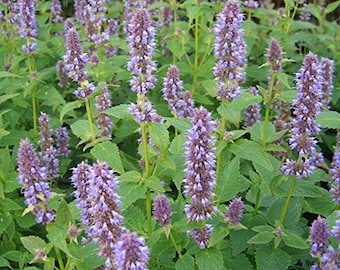 May include: A close-up of a patch of purple flowering plants with green leaves. The plants are in bloom and the flowers are densely packed together.