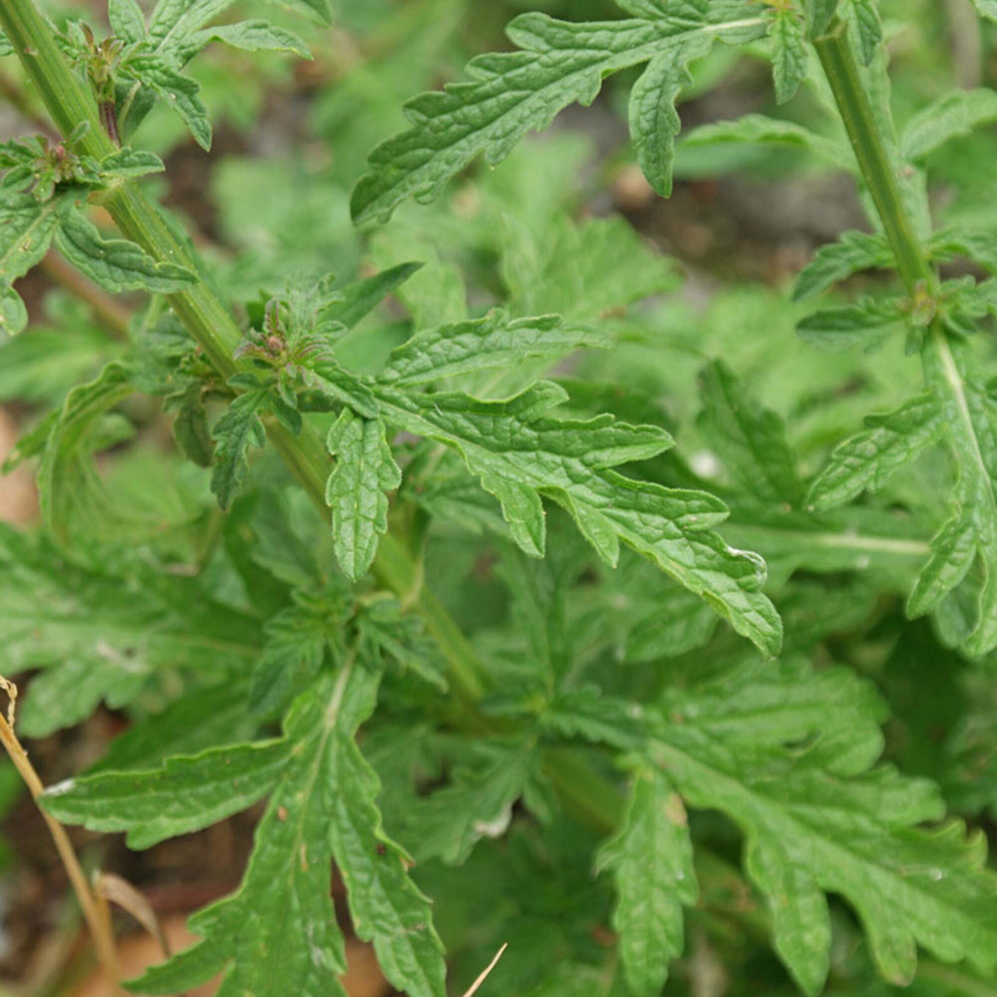 vervain-seeds-verbena-officinalis-packet-of-40-seeds-palm-etsy