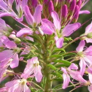 Rocky Mountain Beeplant Seeds (Cleome serrulata) 20+ Seeds in Frozen Seed Capsules™ for Seed Saving or Planting Now 