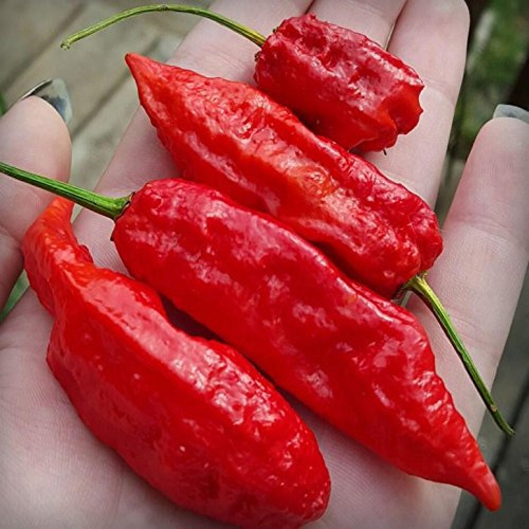 Ghost Pepper Bhut Jolokia Pepper Seeds - Packet of 50 Seeds - Palm ...