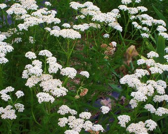 White Yarrow (Achillea millefolium) 50+ Medicinal Herb Seeds in Frozen Seed Capsules™ for Seed Saving or Planting Now