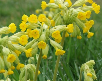 Kuhslip Samen (Primula veris) 10+ Samen in Frozen SeedKapseln™ zum Samensparen oder Pflanzen jetzt