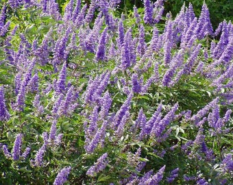 Chaste Tree Seeds (Vitex agnus-chastus) Packet of 10 Seeds - Palm Beach Seed Company