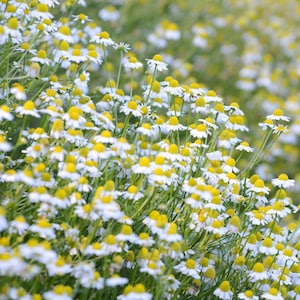 German Chamomile Seeds (Matricaria recutita) 75+ Seeds in Frozen Seed Capsules™ for Seed Saving or Planting Now