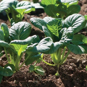 Koji Asian Green Seeds (Brassica rapa) Packet of 50 Seeds - Palm Beach Seed Company 