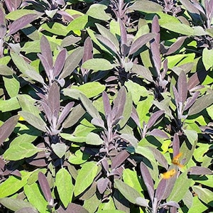 Sage Seeds (Salvia officinalis) 40+ Seeds in Frozen Seed Capsules™ for Seed Saving or Planting Now