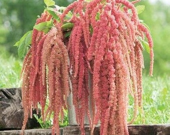 Coral Fountain Amaranth Seeds (Amaranthus caudatus) Packet of 30 Seeds - Palm Beach Seed Company 