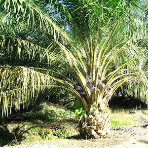 African Oil Palm Seeds (Elaeis guineensis) Packet of 2 Seeds - Palm Beach Seed Company