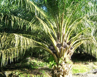 African Oil Palm Seeds (Elaeis guineensis) Packet of 2 Seeds - Palm Beach Seed Company