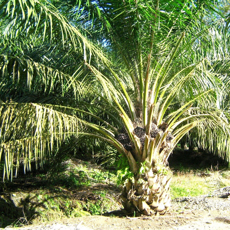 African Oil Palm Seeds Elaeis guineensis Packet of 2 Seeds Palm Beach Seed Company image 1