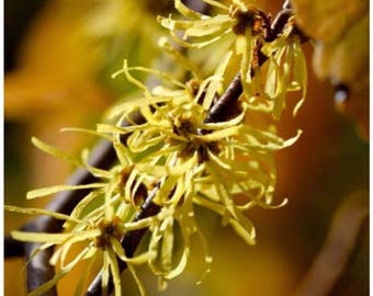 Witch Hazel Seeds (Hamamelis virginiana) 10+ Seeds in Frozen Seed Capsules™ for Seed Saving or Planting Now 
