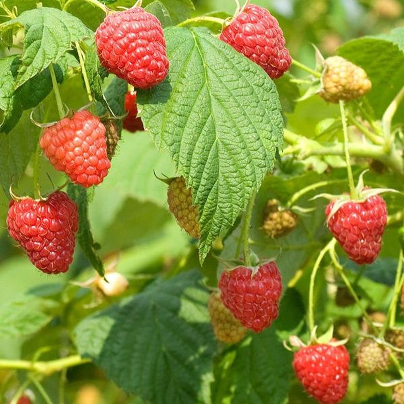 Red Raspberry Seeds rubus Idaeus 50 seeds in Frozen Seed Etsy