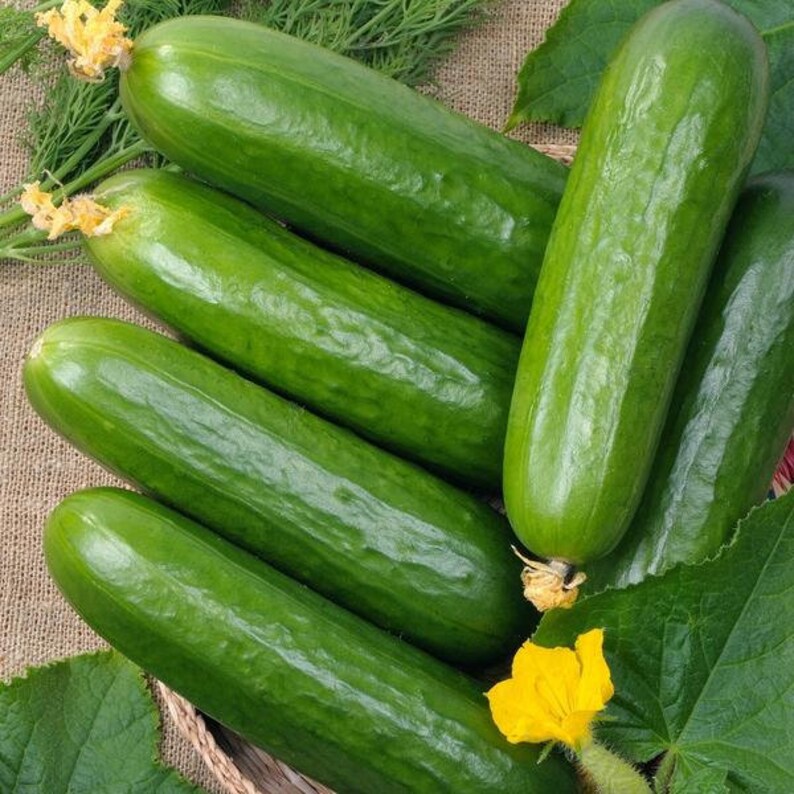 Ashley Cucumber Seeds Packet of 30 Seeds Palm Beach Seed Company image 1