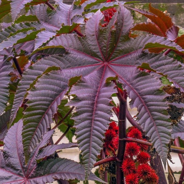 Red Giant Castor Bean Seeds (Ricinus communis) Packet of 10 Seeds - Palm Beach Seed Company
