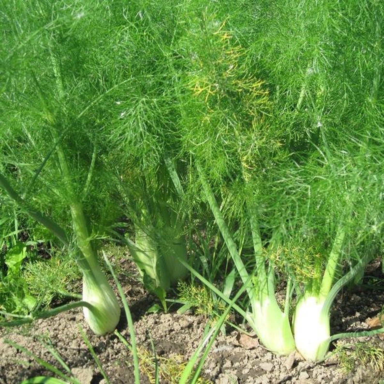 Florence Fennel Seeds 40 Seeds in Frozen Seed Capsules™ for Seed Saving