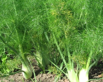 Florence Fennel Seeds - Packet of 40 Seeds - Palm Beach Seed Company