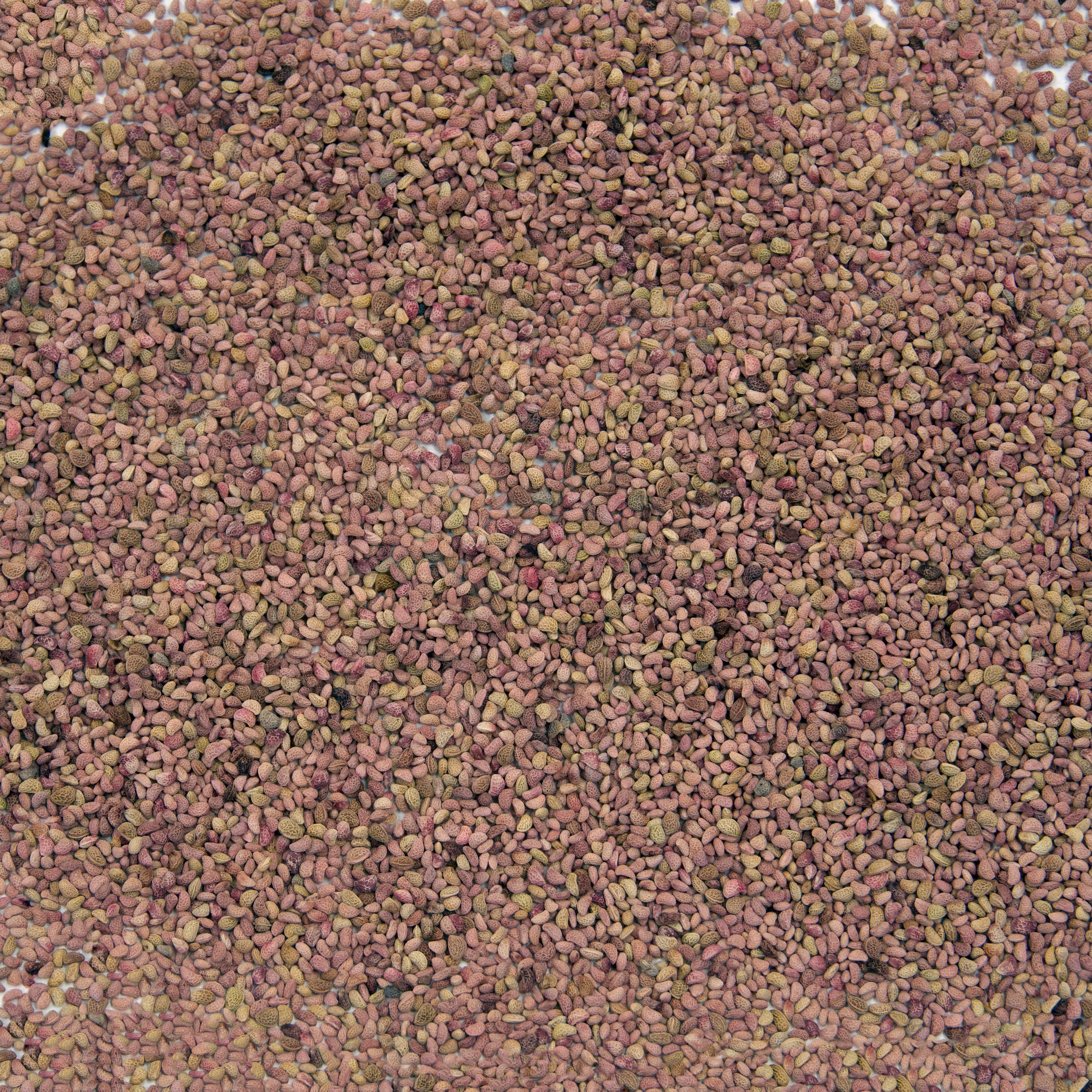 Raspberry Seed Packets Black Raspberry Seeds (rubus Occidentalis) Packet of 30 Seeds - Palm ...