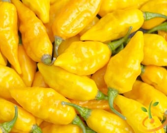 Lemon Yellow Habanero Pepper Seeds - Packet of 10 Seeds - Palm Beach Seed Company 