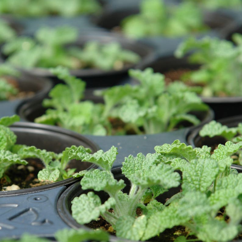 White Horehound Seeds Marrubium vulgare 100 Seeds in Frozen Seed Capsules™ for Seed Saving or Planting Now image 1