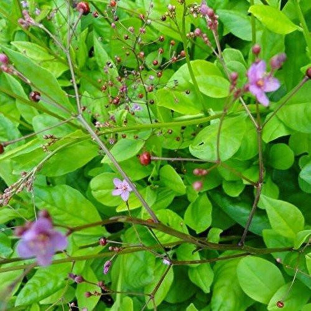 Jewels of Opar Seeds talinum Paniculatum Packet of 50 Seeds Palm Beach ...