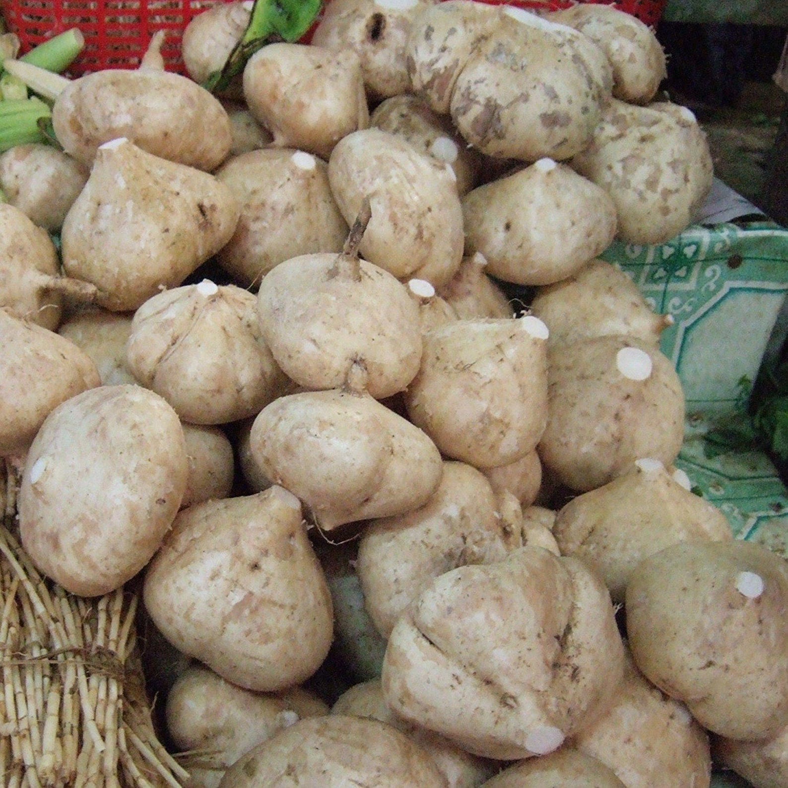 Jicama Seeds pachyrrhizus Erosus Packet of 10 Seeds Palm Beach Seed Company Etsy