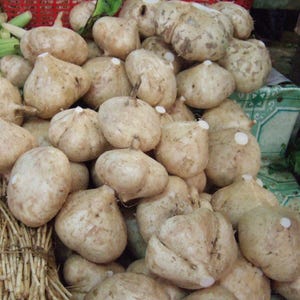 Jicama Seeds (Pachyrrhizus erosus) Packet of 10 Seeds - Palm Beach Seed Company