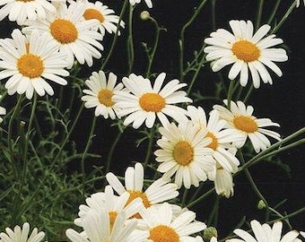 Pyrethrum Seeds (Tanacetum cinerariifolium) 50+ Seeds in Frozen Seed Capsules™ for Seed Saving or Planting Now 