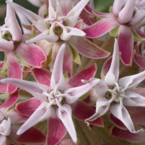 Showy Milkweed Seeds (Asclepias speciosa) 10+ Seeds in Frozen Seed Capsules™ for Seed Saving or Planting Now 