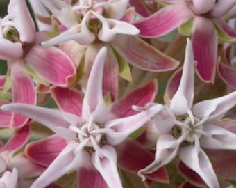 Showy Milkweed Seeds (Asclepias speciosa) 10+ Zaden in Frozen Seed Capsules™ voor Zaadbesparing of Nu Planten 
