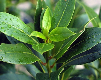 Bay Laurel Seeds (Laurus nobilis) 2+ Seeds in Frozen Seed Capsules™ for Seed Saving or Planting Now