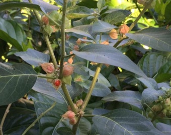 Ashwagandha Seeds (Withania somnifera) Packet of 30 Seeds - Palm Beach Seed Company