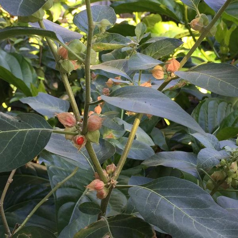 May include: Close-up of a green plant with small, round, orange-red fruits. The plant has large, green leaves with prominent veins.
