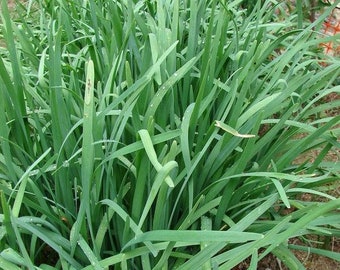 Garlic Chinese Chives Seeds (Allium tuberosum) Packet of 30 Seeds - Palm Beach Seed Company