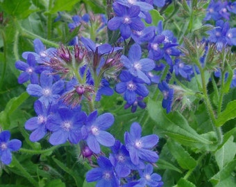 Alkanet Seeds (Anchusa officinalis) - Packet of 10 Seeds - Palm Beach Seed Company