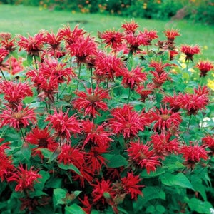 Scarlet Bee Balm Bergamot Seeds (Monarda didyma) Packet of 30 Seeds - Palm Beach Seed Company 